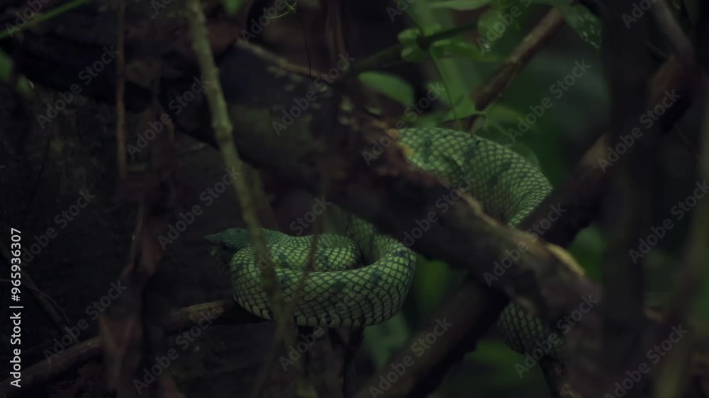 Amazing close-up of a wild Wagler's Pit Viper on a tree in the rainforest Amazing close-up of a wild Wagler's Pit Viper on a tree in the rainforest