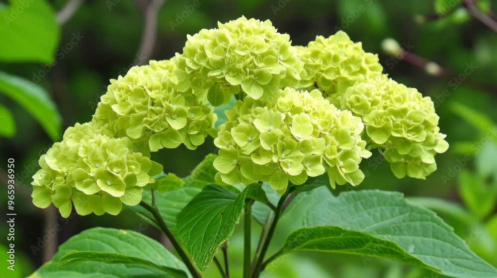 Luxurious Light Green Hydrangea: Elegant Spring Bloom. Massive Silk-like Floral Display for Chinese Gardens. Perfect for Seasonal Marketing, Cultural Promotions, and 4K Nature Wallpapers. Luxurious Light Green Hydrangea: Elegant Spring Bloom. Massive Silk-like Floral Display for Chinese Gardens. Perfect for Seasonal Marketing, Cultural Promotions, and 4K Nature Wallpapers.