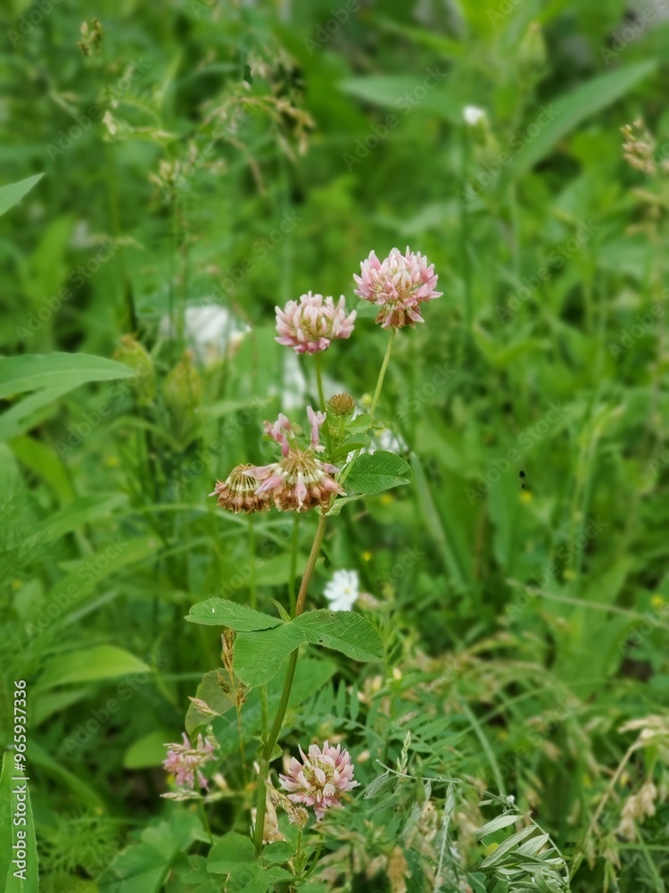 Clover Flowers in a Field Clover Flowers in a Field