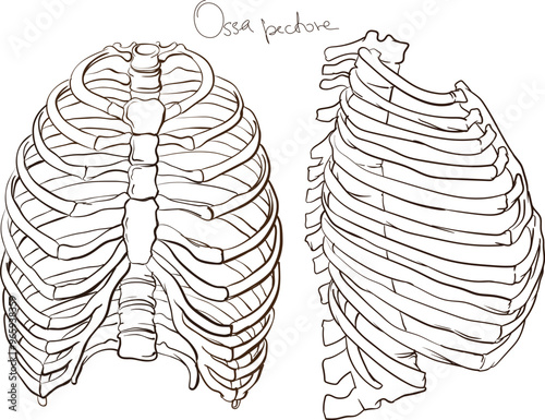 Anatomy of human body, hand drawn bones of chest