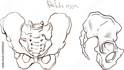 Anatomy of human body, hand drawn bones	of pelvis
