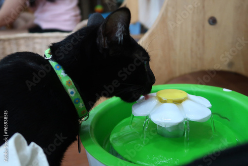 Cat drinking from automatic water dispenser. Modern smart drinker for pet. Drinking fountain with replaceable filter, water quantity indicator, filter replacement at home.  photo