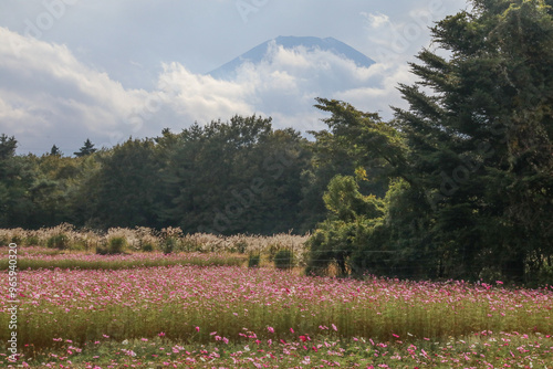 Wallpaper Mural コスモスの野原と富士。 Torontodigital.ca