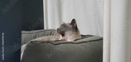 Yawning Siamese Cat