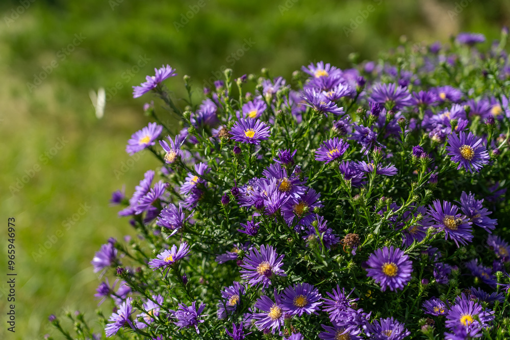 Obraz premium A lush cluster of blooming purple asters fills the garden, brightening the greenery under the warm sunlight