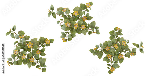 Top view of green foliage with yellow flowers. Three separate plants arranged in a triangle.
