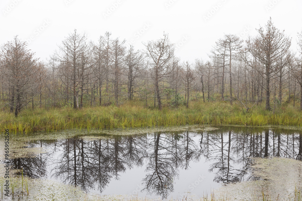 Moos in Rumänien beim Nebel Moos in Rumänien beim Nebel
