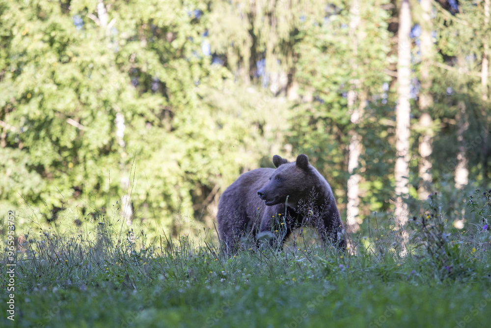 Braunbär im Wald Braunbär im Wald