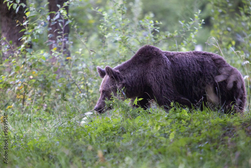 Bär im Gras in Transylvanien, Rumänien
