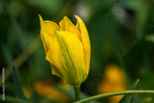 yellow tulip in the garden