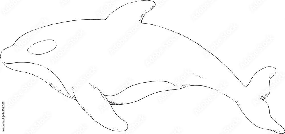 Adorable Killer Whale outlines only Adorable Killer Whale outlines only