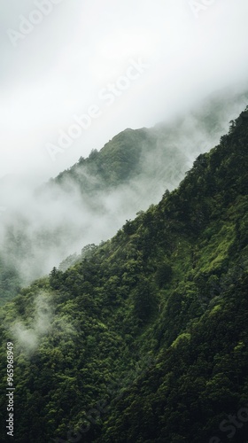 Misty mountain forest covered in lush greenery