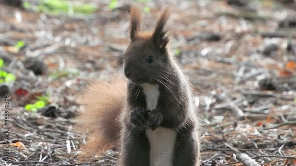 brown squirrel eating in forest slow motion brown squirrel eating in forest slow motion