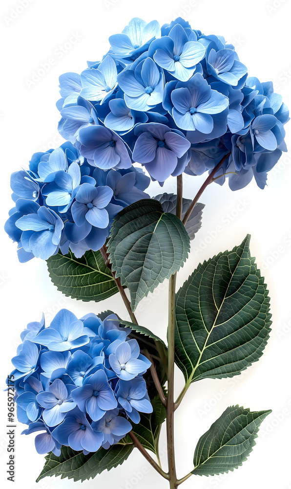 Obraz premium Elegant Blue Hydrangea Bloom Isolated Against a White Background