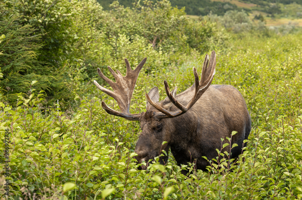 Alaska Yukon Bull Moose in Early Autumn in Alaska Alaska Yukon Bull Moose in Early Autumn in Alaska