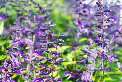 Beautiful purple flowers of Salvia guaranitica. the anise-scented sage