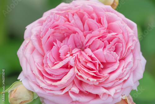 Beautiful pink rose in the garden. Rosa lucieae. the memorial rose. photo