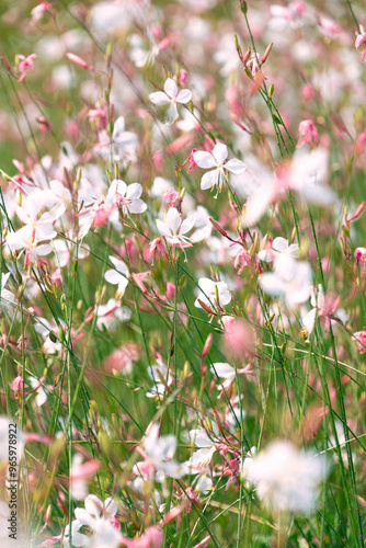 Photography Beautiful white flowers of Oenothera gaura
