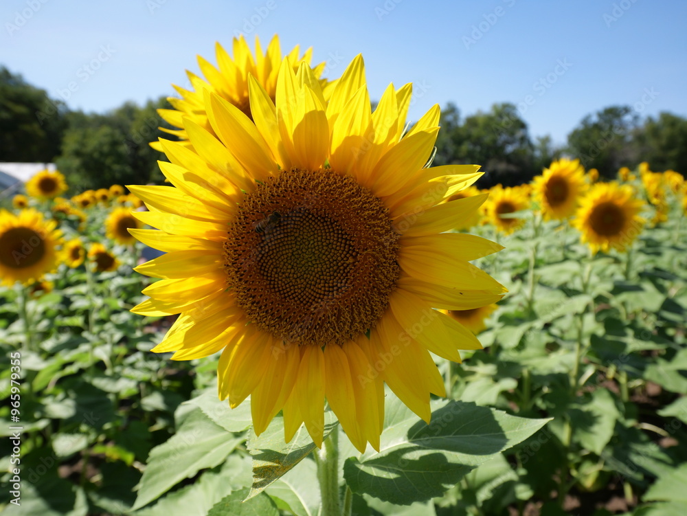 Fototapeta premium Beautiful Sunflowers on a Bright Sunny Midwestern Day