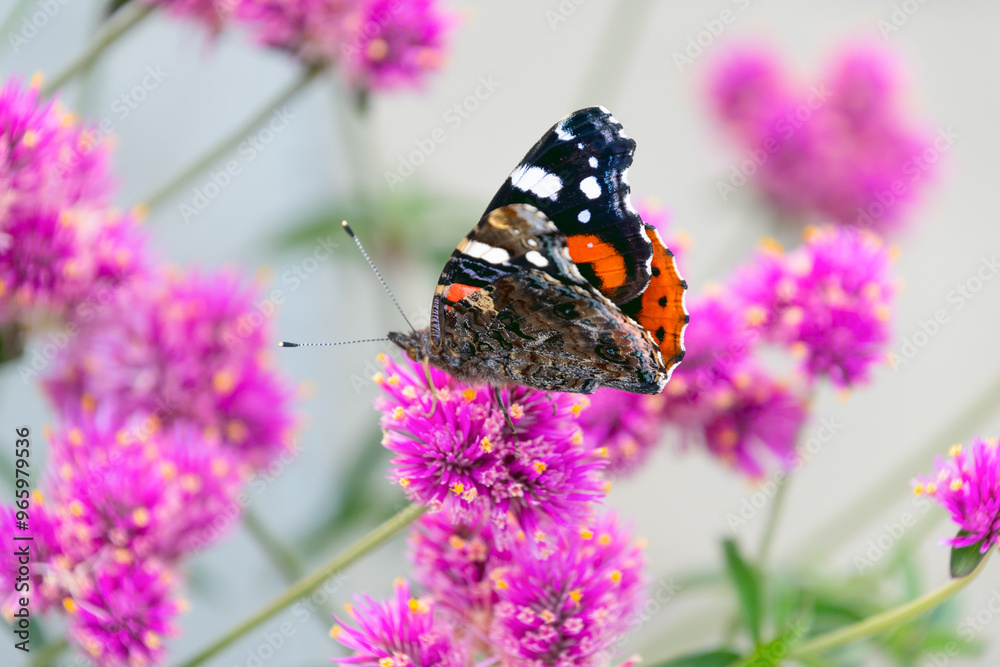 Butterfly Vanessa atalanta, the red admiral sits on pink flowers Gomphrena globosa, globe amaranth. Beautiful background. Butterfly Vanessa atalanta, the red admiral sits on pink flowers Gomphrena globosa, globe amaranth. Beautiful background.
