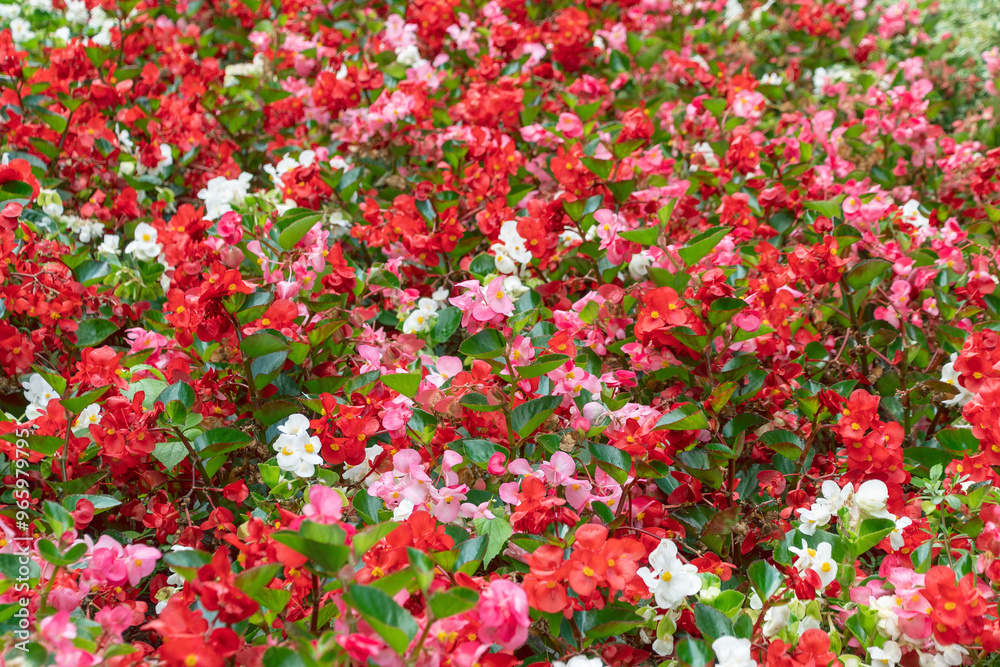 Flowerbed of multicolored flowers Begonia cucullata. clubbed begonia. Flower background. Flowerbed of multicolored flowers Begonia cucullata. clubbed begonia. Flower background.