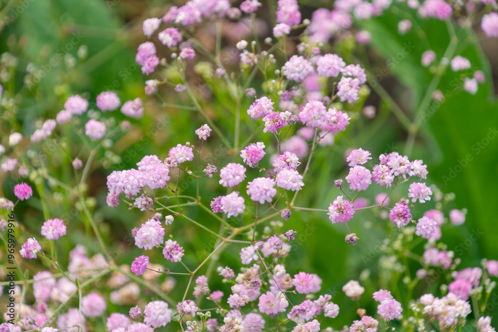 Beautiful pink flowers of Gypsophila paniculata in the garden. the baby's breath, common gypsophila, panicled baby's-breath. Beautiful pink flowers of Gypsophila paniculata in the garden. the baby's breath, common gypsophila, panicled baby's-breath.