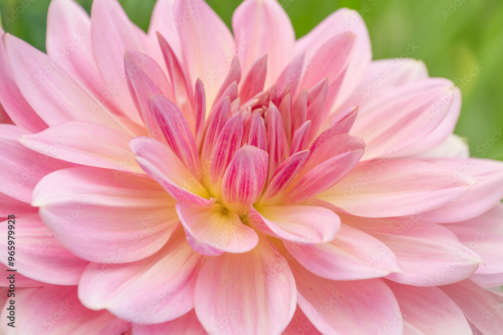 Beautiful pink flowers of Dahlia cultorum Thorsrud & Reisaeter, close-up. Beautiful pink flowers of Dahlia cultorum Thorsrud & Reisaeter, close-up.