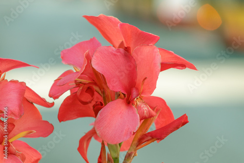 Beautiful pink flowers of canna hybrida rodigas. canna lily. flowering plants