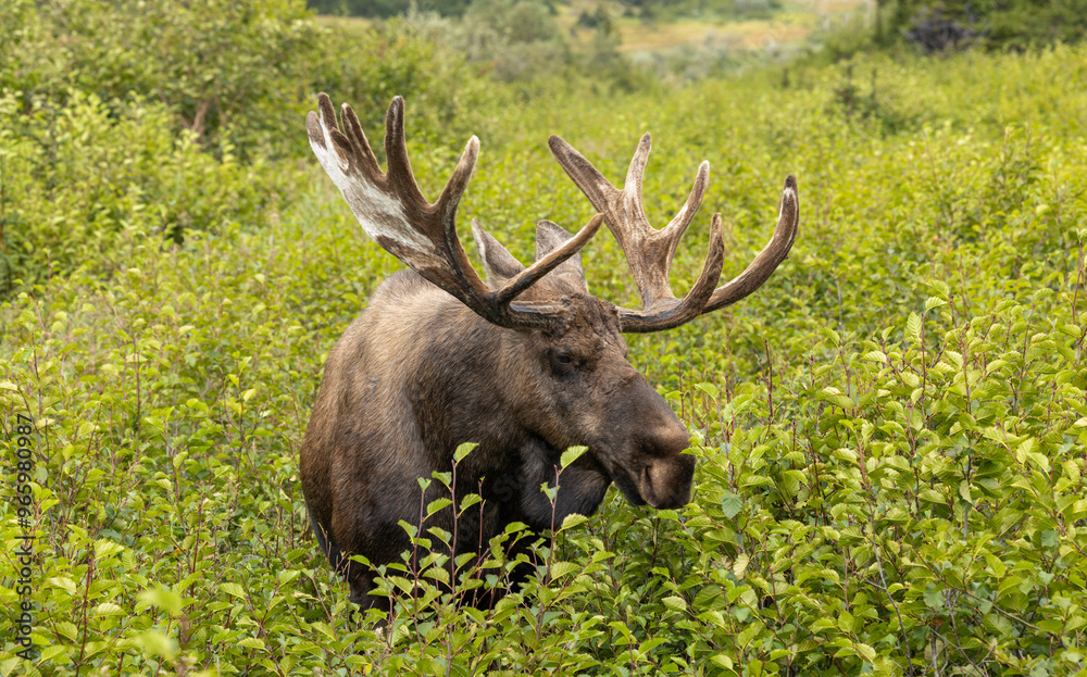 Alaska Yukon Bull Moose in Early Autumn in Alaska Alaska Yukon Bull Moose in Early Autumn in Alaska