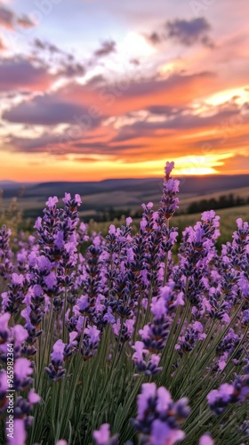 Lavender field at sunset, vivid sky. Nature and tranquility concept