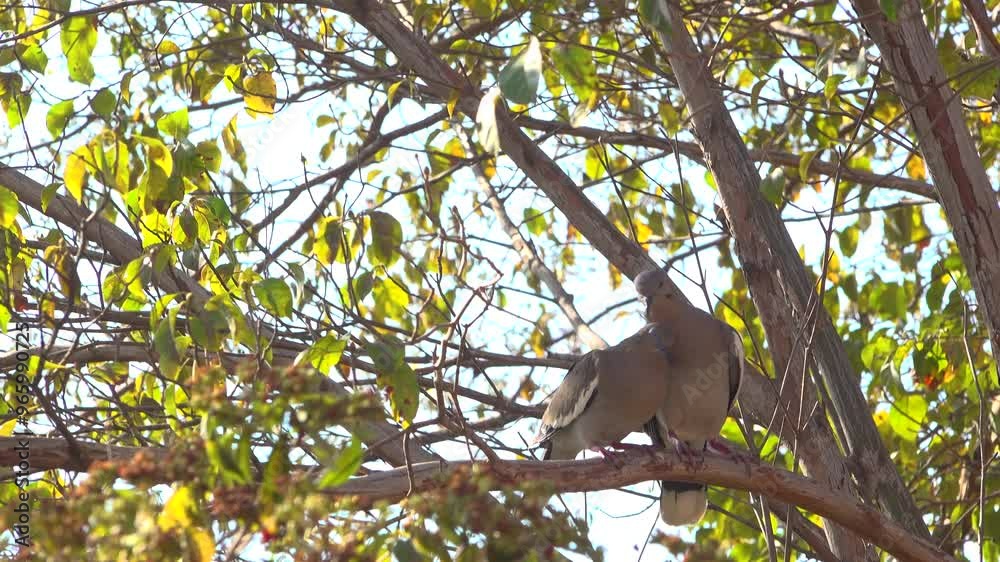 A close-up of two white-winged doves cleaning and kissing each other on a branch during a sunny afternoon A close-up of two white-winged doves cleaning and kissing each other on a branch during a sunny afternoon