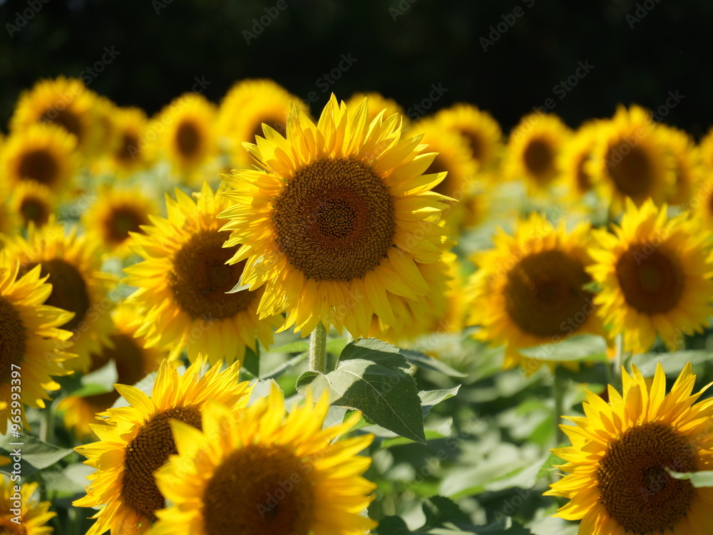 Beautiful Sunflowers on a Bright Sunny Midwestern Day Beautiful Sunflowers on a Bright Sunny Midwestern Day
