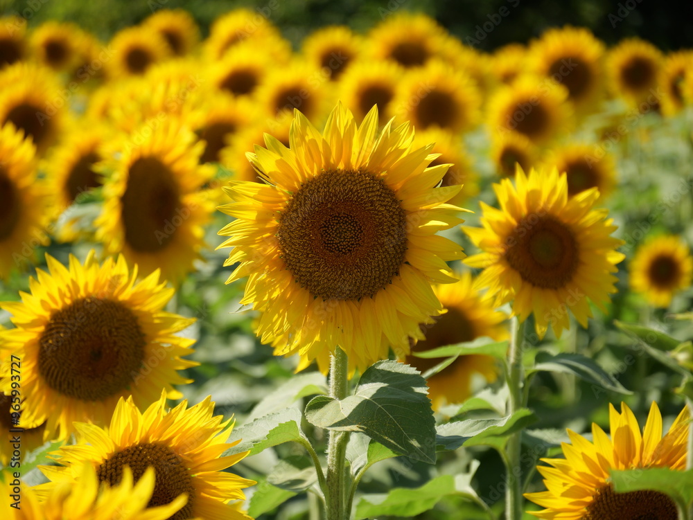 Beautiful Sunflowers on a Bright Sunny Midwestern Day Beautiful Sunflowers on a Bright Sunny Midwestern Day