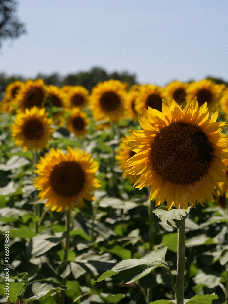 Beautiful Sunflowers on a Bright Sunny Midwestern Day Beautiful Sunflowers on a Bright Sunny Midwestern Day