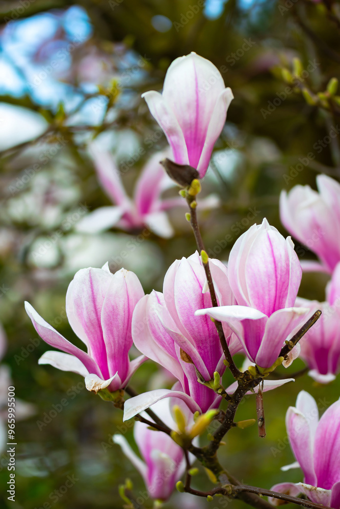 Blooming flowers of the magnolia Blooming flowers of the magnolia