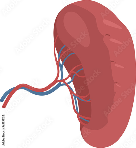 Flat vector Human Spleen EPS