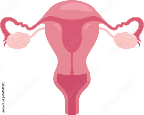 Flat vector Human Female Reproductive System EPS