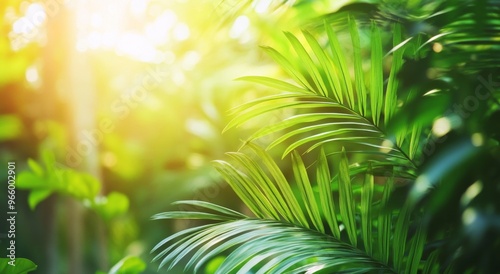 Lush tropical greenery illuminated by golden sunlight in a serene natural setting