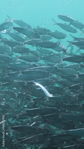 Massive school of small fish on blue water background. Closeup, underwater background