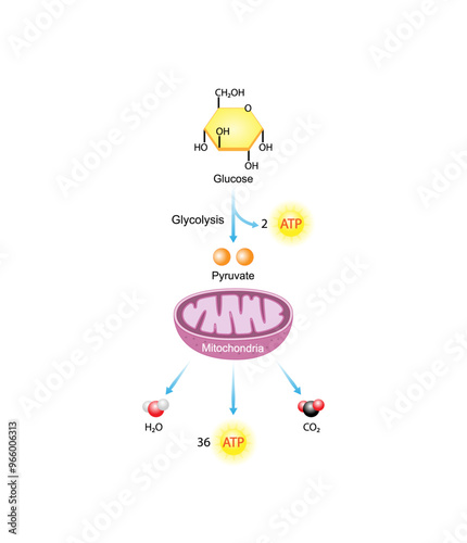 Aerobic Cellular Respiration. Glycolysis. Mitochondria, energy production. Scientific Vector Illustration.	
