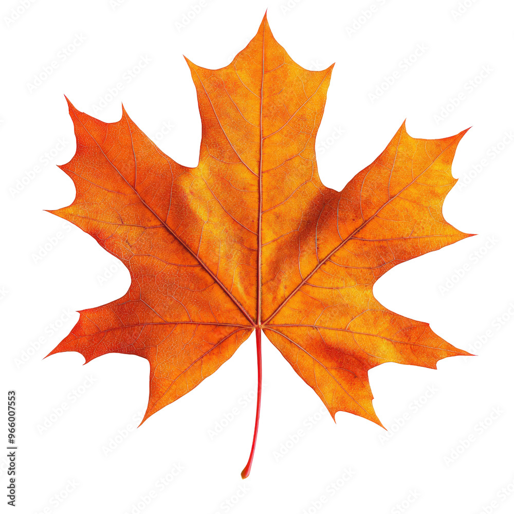 The Last Dance of Autumn A Vibrant Maple Leaf. The Last Dance of Autumn A Vibrant Maple Leaf.