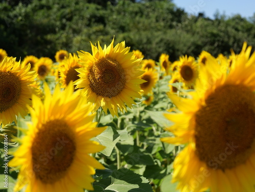 Beautiful Sunflowers on a Bright Sunny Midwestern Day