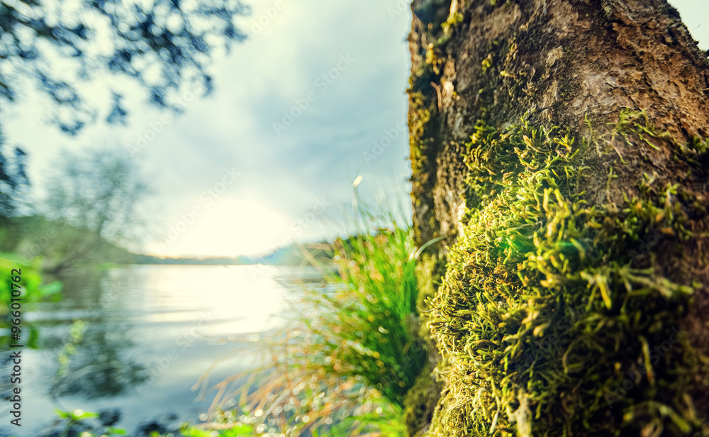 Fototapeta premium Close-Up of Mossy tree trunk by a calm river in a serene nature setting - Blurred background. Macrophotography, Selective focus.