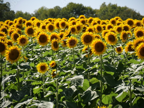 Принти на полотні Beautiful Sunflowers on a Bright Sunny Midwestern Day