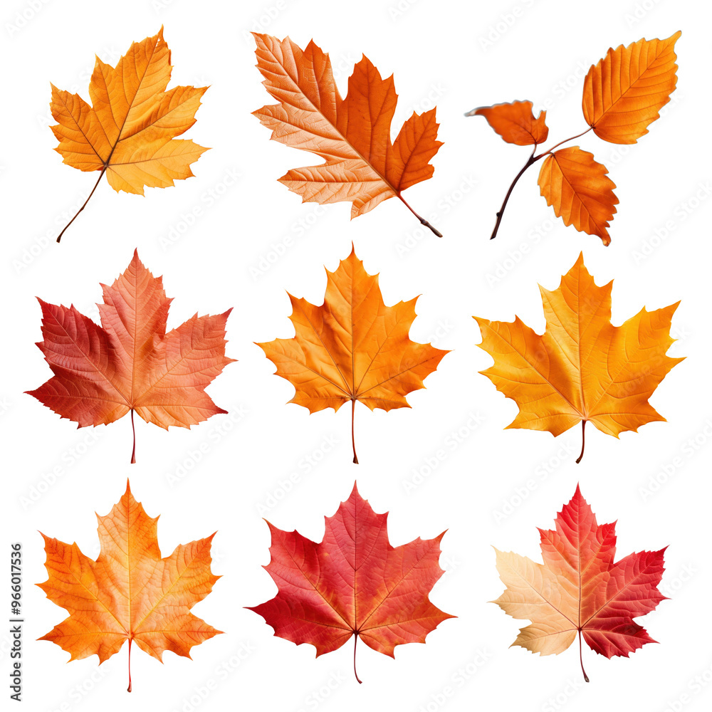 Obraz premium Autumn leaves png cut out set