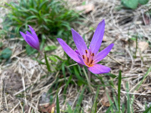 PEQUEÑA PLANTA SILVESTRE. LA PLANTA TIENE DOS FLORES. UNA FLOR ESTÁ ABIERTA, OTRA FLOR ESTÁ CERRADA. LAS FLORES SON DE COLOR MORADO. DETALLE. COLCHICUM MONTANUM. photo