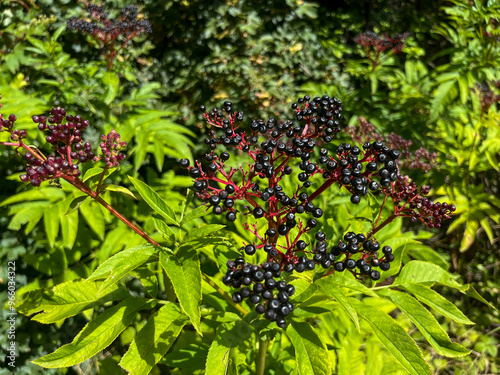 PLANTAS SILVESTRES. HOJAS Y BAYAS. LAS VAYAS MADURAS SON DE COLOR NEGRO. SAUCO. SAMBUCUS. photo