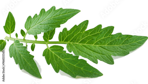 tomato leaf, isolated on white background, full depth of field 