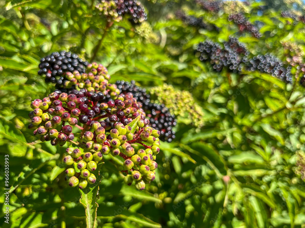 PLANTAS SILVESTRES. HOJAS Y BAYAS. LAS BAYAS SON DE COLOR ROJO, VERDE Y NEGRO. SAUCO. SAMBUCUS. PLANTAS SILVESTRES. HOJAS Y BAYAS. LAS BAYAS SON DE COLOR ROJO, VERDE Y NEGRO. SAUCO. SAMBUCUS.