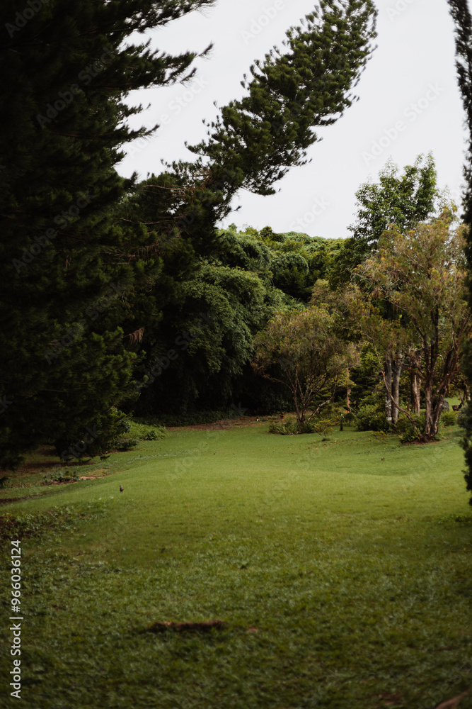 Obraz premium Bosque